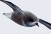 Mottled Petrel (Pterodroma inexpectata)